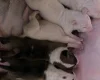 Bull Terrier