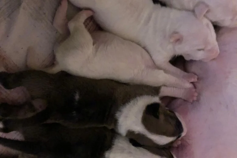 Bull Terrier