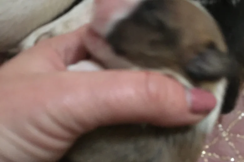 Bull Terrier