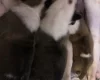 Bull Terrier