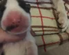 Bull Terrier