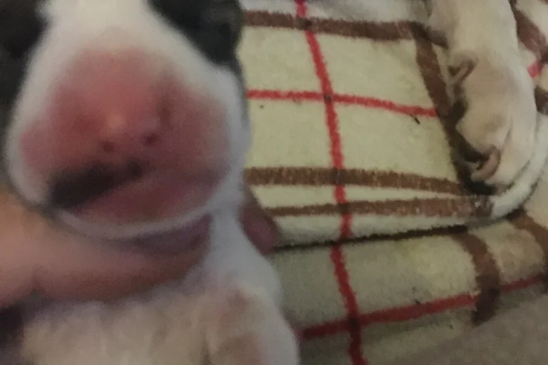 Bull Terrier