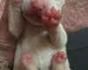 Bull Terrier