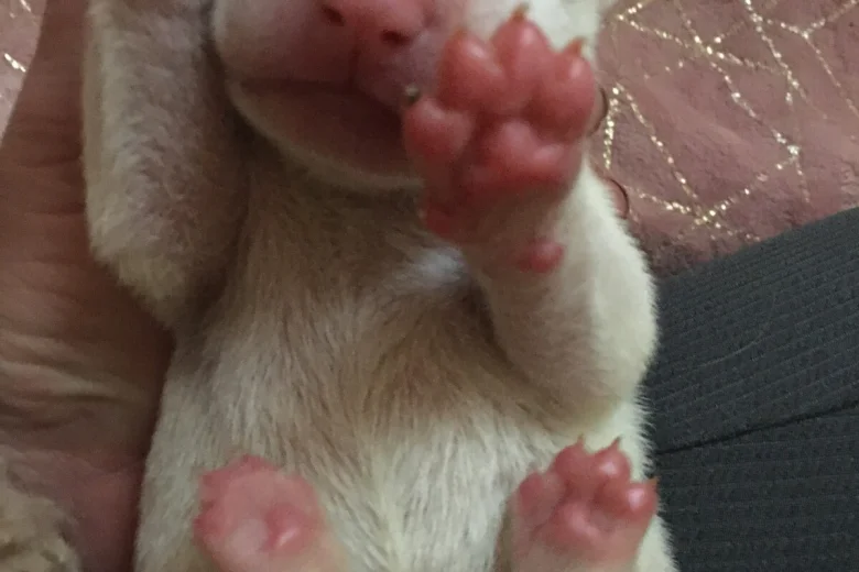 Bull Terrier