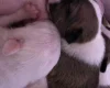 Bull Terrier