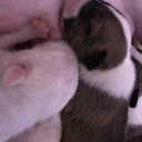 Bull Terrier