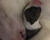 Bull Terrier