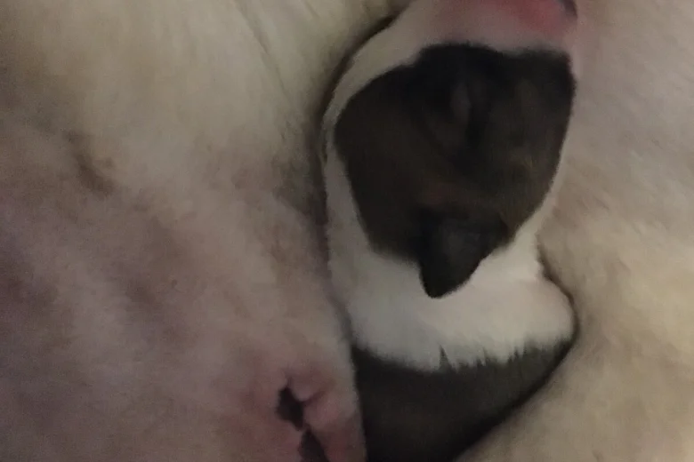 Bull Terrier