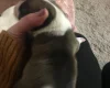 Bull Terrier