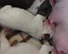 Bull Terrier