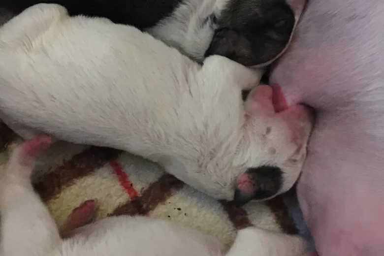 Bull Terrier