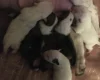 Bull Terrier