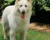 German Shepherd (Alsatian)