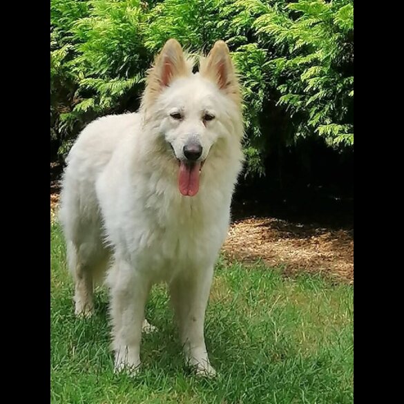 German Shepherd (Alsatian)