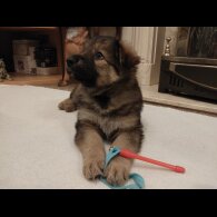 German Shepherd (Alsatian)