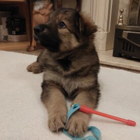 German Shepherd (Alsatian)