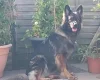 German Shepherd (Alsatian)