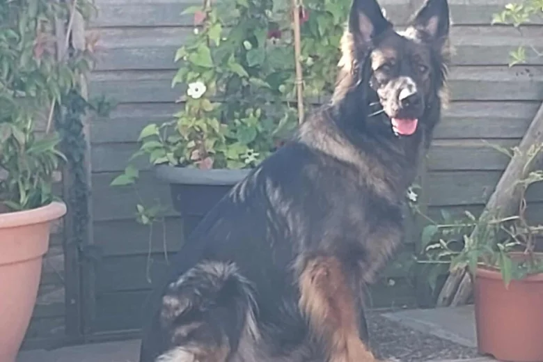 German Shepherd (Alsatian)