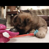 German Shepherd (Alsatian)