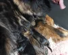 German Shepherd (Alsatian)