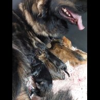 German Shepherd (Alsatian)