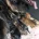 German Shepherd (Alsatian)