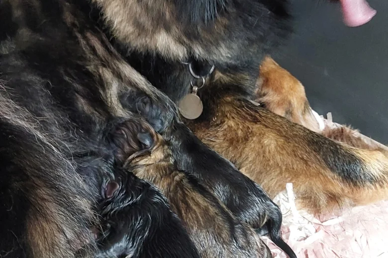 German Shepherd (Alsatian)