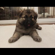 German Shepherd (Alsatian)