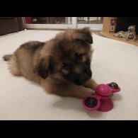 German Shepherd (Alsatian)