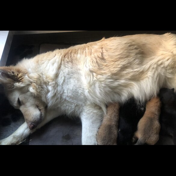 German Shepherd (Alsatian)