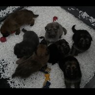 German Shepherd (Alsatian)