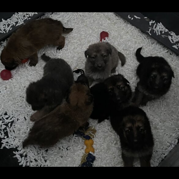 German Shepherd (Alsatian)