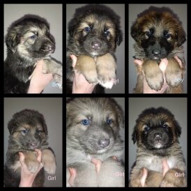 German Shepherd (Alsatian)