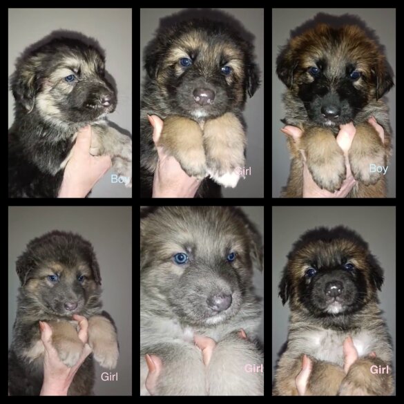 German Shepherd (Alsatian)