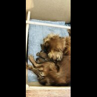 Cavalier King Charles Spaniel