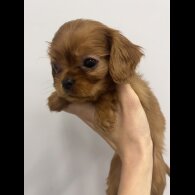 Cavalier King Charles Spaniel