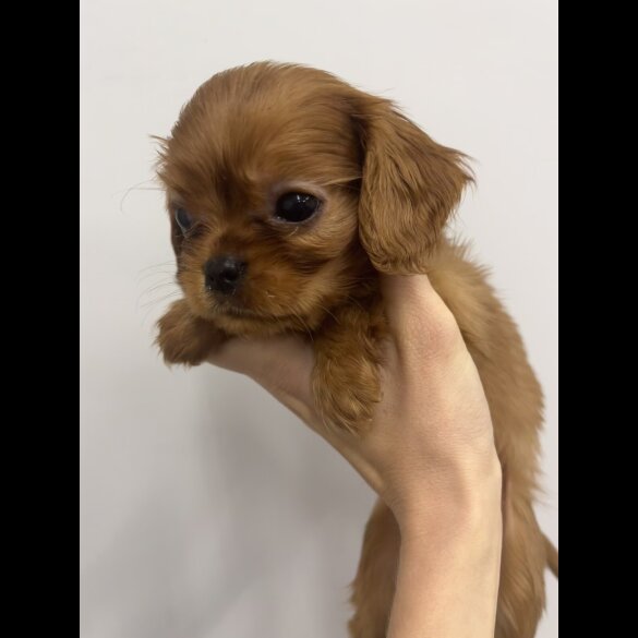 Cavalier King Charles Spaniel