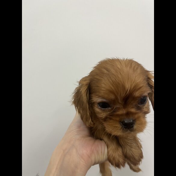 Cavalier King Charles Spaniel