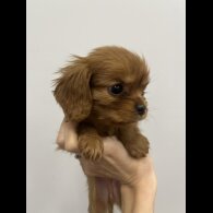 Cavalier King Charles Spaniel