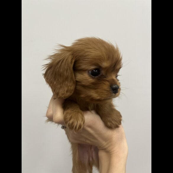 Cavalier King Charles Spaniel