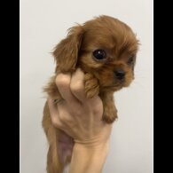 Cavalier King Charles Spaniel