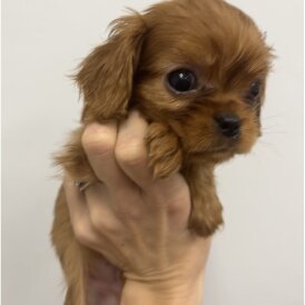Cavalier King Charles Spaniel