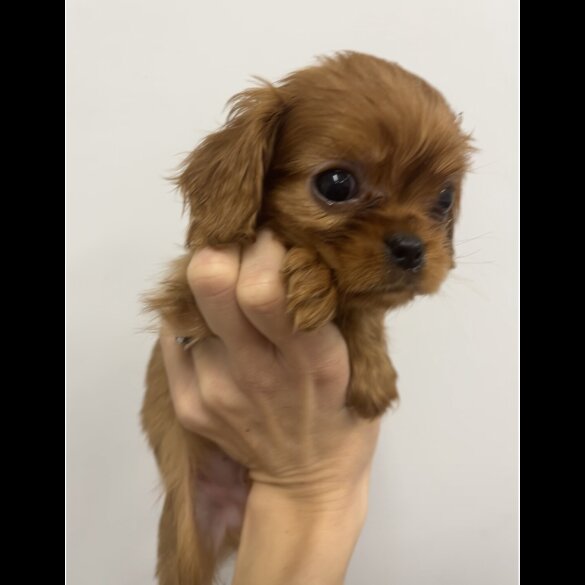 Cavalier King Charles Spaniel