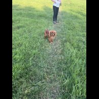 Cavalier King Charles Spaniel