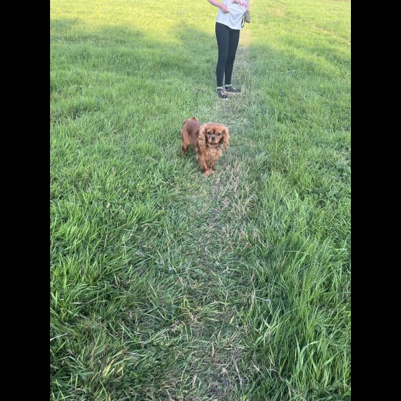 Cavalier King Charles Spaniel