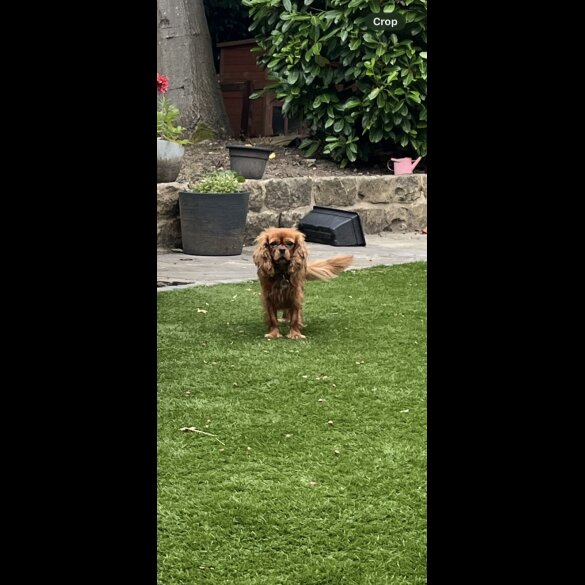 Cavalier King Charles Spaniel