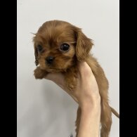 Cavalier King Charles Spaniel