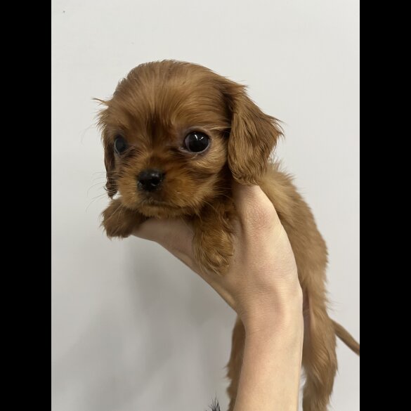 Cavalier King Charles Spaniel