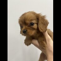 Cavalier King Charles Spaniel