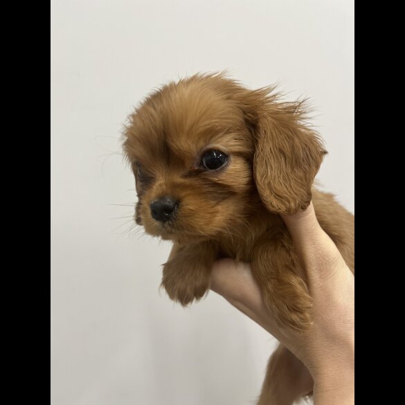 Cavalier King Charles Spaniel